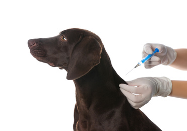 Professional veterinarian vaccinating dog on white background, closeup