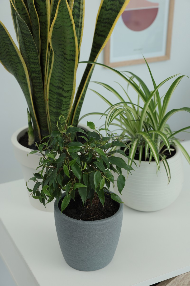 Different beautiful house plants on white table