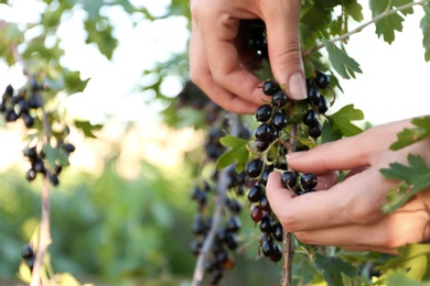 Woman picking black currant berries outdoors, closeup