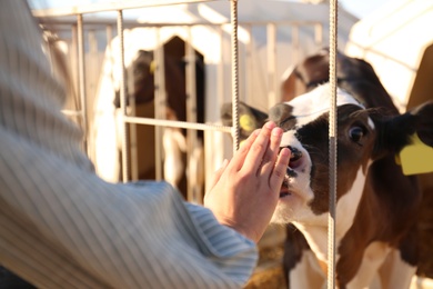 Young woman stroking little calf on farm, closeup. Animal husbandry