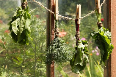 Bunches of fresh green herbs hanging on twine near window indoors