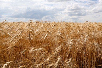 Ripe wheat spikes in agricultural field on sunny day