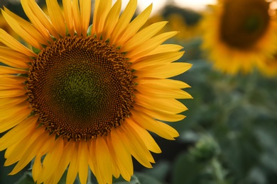 Beautiful sunflower growing in field, closeup view