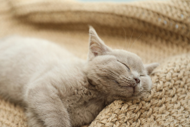 Scottish straight baby cat sleeping on beige rug, closeup