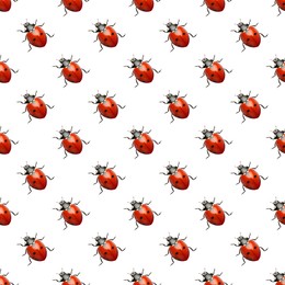 Many red ladybugs on white background, top view