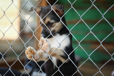 Cage with homeless dog in animal shelter. Concept of volunteering