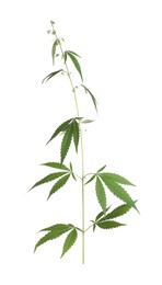 Lush green hemp plant isolated on white