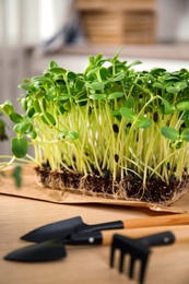 Fresh organic microgreen and gardening tools on wooden table indoors, closeup