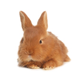 Adorable fluffy bunny isolated on white. Easter symbol