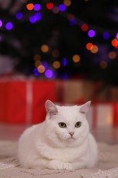 Photo of Christmas atmosphere. Adorable cat on carpet near gift boxes