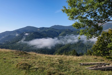 View of trees growing on mountain hill in morning