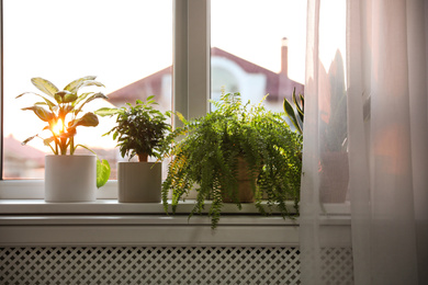 Different potted plants on window sill at home