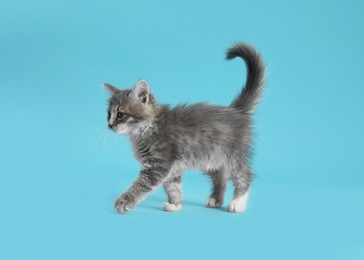 Photo of Cute fluffy kitten on light blue background