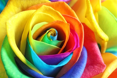 Amazing rainbow rose flower as background