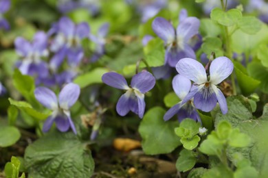 Beautiful wild violets blooming in forest. Spring flowers
