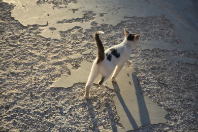 Photo of Cute black and white cat on asphalt outdoors. Stray animal