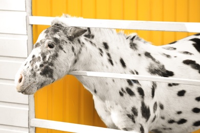 Miniature horse with appaloosa patterns near white fence