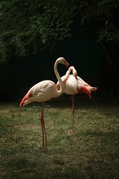 Photo of Beautiful greater flamingos in zoo. Wading birds