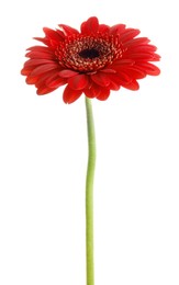 Beautiful red gerbera flower on white background
