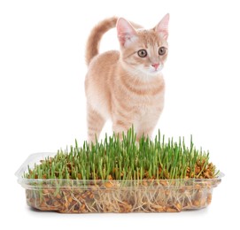 Adorable cat and plastic container with fresh green grass on white background