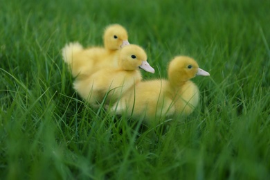 Photo of Cute fluffy goslings on green grass outdoors. Farm animals