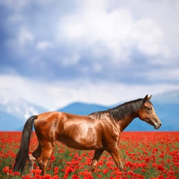 Beautiful horse walking in poppy field near mountains under cloudy sky
