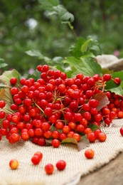 Photo of Branch of viburnum with ripe berries on table outdoors