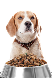 Cute Beagle dog and feeding bowl on white background