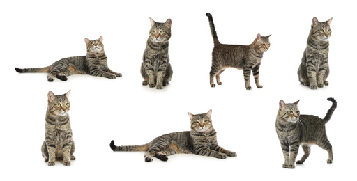 Collage of beautiful tabby cat on white background. Lovely pet