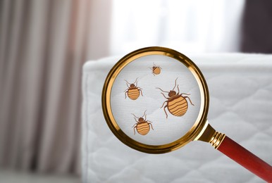Magnifying glass detecting bed bug on mattress, closeup view