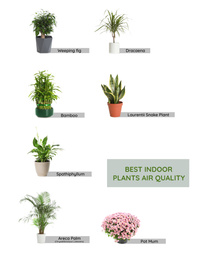 Set of best house plants for air quality improvement on white background