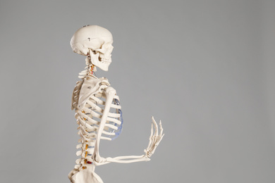 Artificial human skeleton model on grey background. Space for text