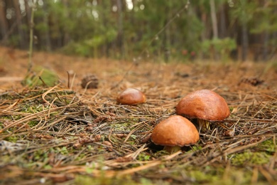 Brown boletus mushrooms growing in autumn forest