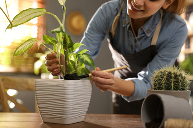 Young woman potting Dieffenbachia plant at home, closeup. Engaging hobby