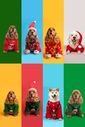 Image of Cute dogs in Christmas sweaters and Santa hats on color backgrounds