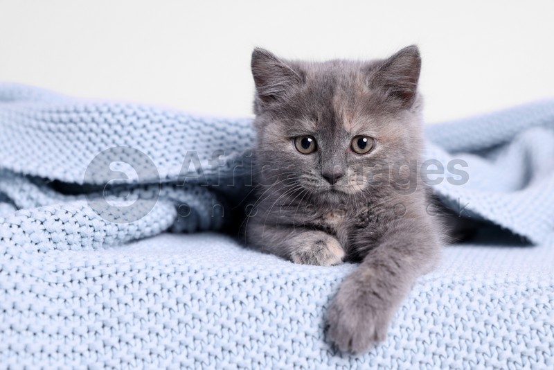 Cute fluffy kitten in light blue knitted blanket against white background