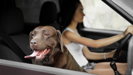 Funny Chocolate Labrador Retriever dog and young woman in modern car