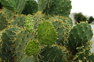 Photo of Beautiful prickly pear cactus growing outdoors, closeup