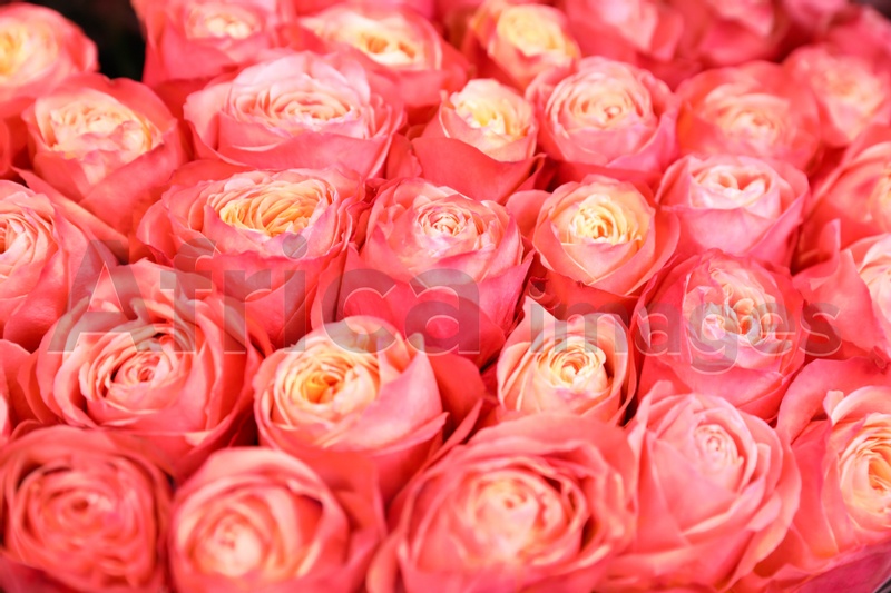Beautiful fresh bright roses as background, closeup. Floral decor