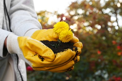 Photo of Woman in gardening gloves holding pile of soil with flowers outdoors, closeup