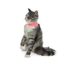 Cute cat with pink medical bandage wrapped around neck on white background