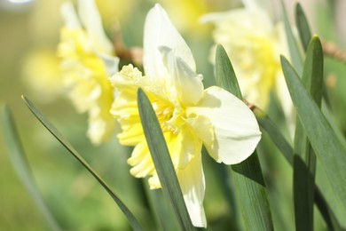 Beautiful daffodil growing in garden on sunny day, closeup