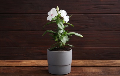 Photo of Beautiful white vinca flowers in plant pot on wooden table