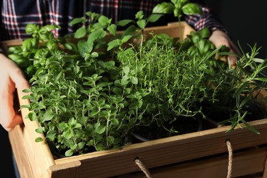 Photo of Woman holding wooden crate with different potted herbs, closeup
