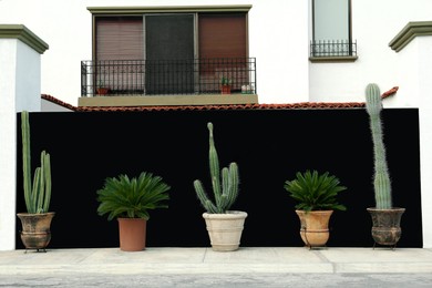 Beautiful cacti and palm trees in pots outdoors