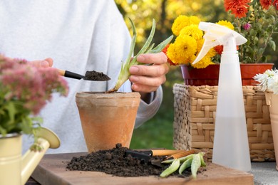 Photo of Woman transplanting aloe seedling into pot in garden, closeup