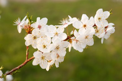 Branch of beautiful blossoming plum tree outdoors, closeup. Spring season