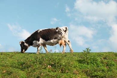 Photo of Spotted cow grazing on green pasture in summer