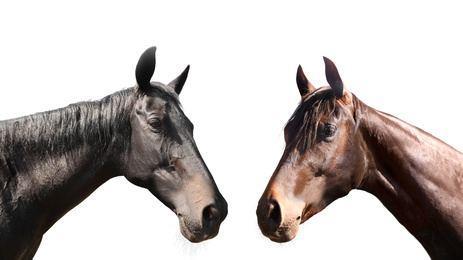 Image of Beautiful pet horses on white background, closeup view