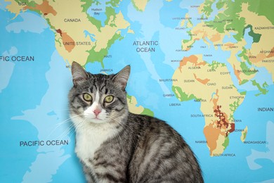 Cute cat near world map. Travelling with pet
